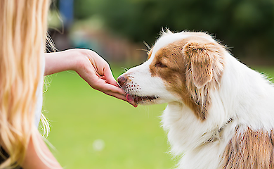 Einer von drei Hunden auf der Welt ist fettleibig - und hat ein kürzeres Leben