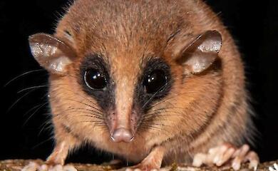 Von Dinosauriern bis zu Opossums: über 70 neue Arten im Jahr 2025 beschrieben