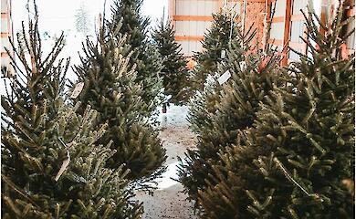 Wissenschaftler haben die Umweltfreundlichkeit von lebenden und k&uuml;nstlichen Weihnachtsb&auml;umen verglichen