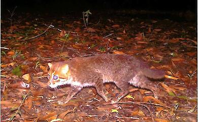 Eine Wildkatze, die in den 1990er Jahren verschwunden war, wurde in Thailand wiedergefunden