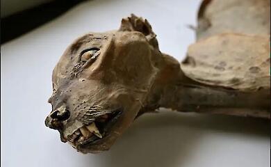 Mummies of ancient cheetahs found in Saudi Arabia caves