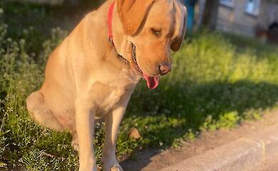 Warum manche Hunde lange Ohren haben und andere kurze Ohren