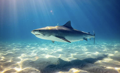 Warum Hai-Bisse im Oktober zunehmen: Erkl&auml;rung des Sharktober-Ph&auml;nomens