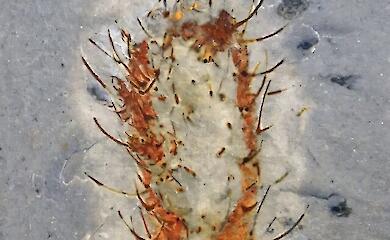 China finds 91 new species of animals that survived ancient mass extinctions