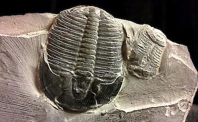 Wissenschaftler haben organische Stoffe in Fossilien gefunden, von denen man annahm, sie seien "kurzlebig"