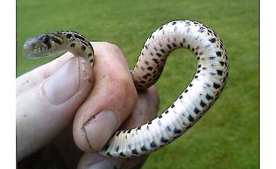 Where does the aversion to snakes come from?