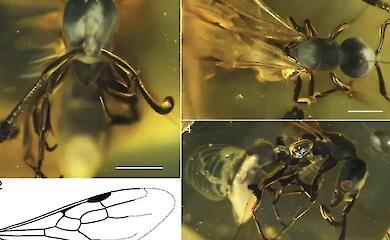 Eine 16 Millionen Jahre alte Ameisenkönigin wurde in dominikanischem Bernstein gefunden