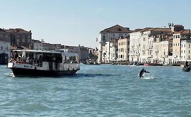 Ein Delfin schwamm nach Venedig und blieb: Experten erklären, was zu tun ist