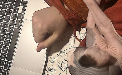 Scientists have explained why cats almost always land on their feet
