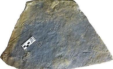 Spuren einer 152 Millionen Jahre alten Eidechse in jurassischem Gestein in Spanien gefunden
