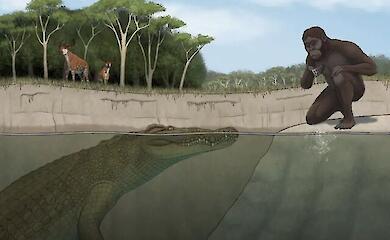 Rekonstruktion des antiken Krokodils Crocodylus lucivenator, das m&ouml;glicherweise menschliche Vorfahren erbeutet hat