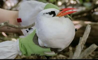 The red-tailed phaeton is a seabird that can fly up to 2,000 kilometres to find a mate