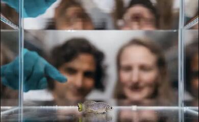 Der Afrikanische Killifisch ist ein Modellorganismus f&uuml;r das Studium des Alterns