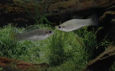 There is a fish that clones itself
