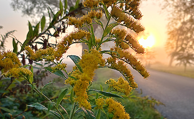 Mimosenbl&auml;tter reagieren auf Licht
