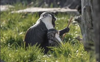 An endangered monkey was about to have its paw amputated - but after the operation it gave birth to a cub