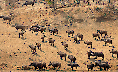Wie haben die Menschen der Antike riesige Bisonherden gejagt? Gruppe