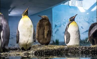 Zoo penguins live longer but age faster - study