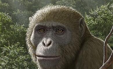 Wissenschaftler haben einen 18 Millionen Jahre alten Affen entdeckt - das ändert die Theorie vom Ursprung des Menschen