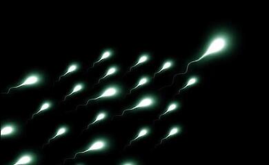 Spermien verlieren in der Schwerelosigkeit die Richtung - Studie