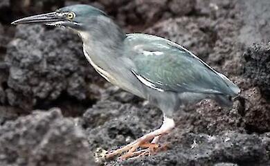 Auf den Galapagos-Inseln wurde eine neue Vogelart entdeckt - an dem Ort, an dem Darwin gearbeitet hat
