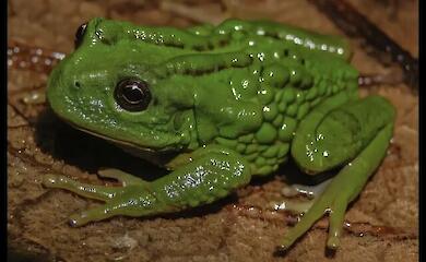 Eine neue Froschart aus dem Amazonas tr&auml;gt Eier auf dem R&uuml;cken