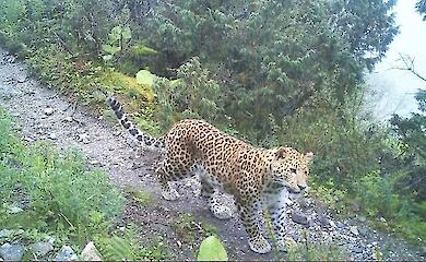 Schneeleoparden, W&ouml;lfe und Leoparden haben gelernt, ihre Beute zu teilen