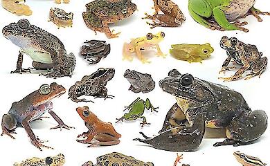 Scientists have found that the ice age is still affecting frogs in Africa