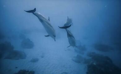 Scientists have found toxic substances in dolphin milk