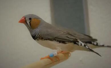Ein aufw&auml;ndiger Paarungstanz macht einen Vogel nicht schlauer