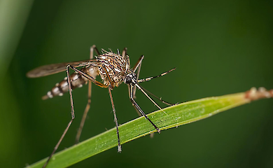 Ancient people avoided areas with malaria