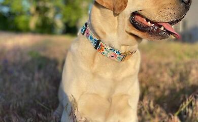 Dogs' brains started shrinking about 5,000 years ago