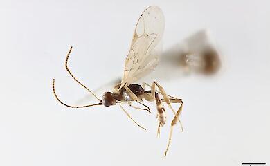 Eine winzige Wespe aus Chile wurde zu Ehren des britischen Naturforschers David Attenborough benannt