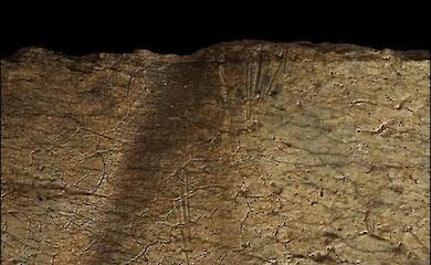 Knochenspuren verraten, wie die Urmenschen vor 1,6 Millionen Jahren an Fleisch kamen