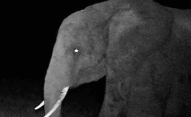 Rare elephants from Angola found by DNA from dung