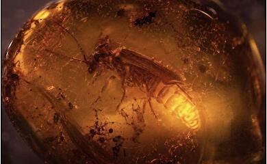 A firefly nearly 100 million years old has been found in amber