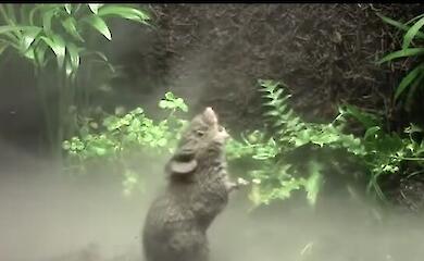 These mice don't just squeak: they sing using an air sac