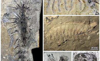 Seltsame, 500 Millionen Jahre alte Meerestiere entpuppen sich als lebende Filter