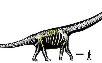 Ein Dinosaurier, der so viel wiegt wie neun Elefanten: In Thailand wurde eine neue Art von Giganten beschrieben
