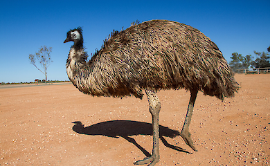 Warum Emus nicht fliegen: Die Antwort liegt in der Embryonalentwicklung