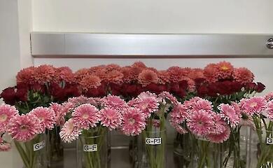 Scientists have tested whether bouquets can be prolonged with the help of plasma