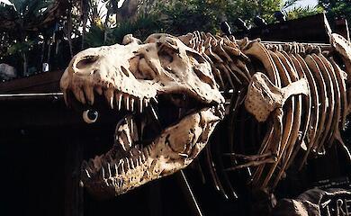 Wissenschaftler haben erklärt, warum der Tyrannosaurus so kleine Hände hatte