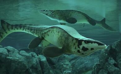 Antike Meere haben ihren eigenen T. Rex: Pal&auml;ontologen haben einen riesigen Mosasaurus beschrieben