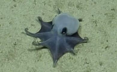 Vor den Galapagosinseln wurde ein winziger blauer Oktopus beschrieben