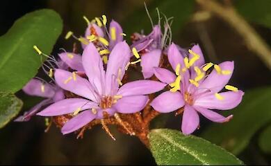 Eine neue Art eines seltenen rosa Strauches wurde in Australien beschrieben