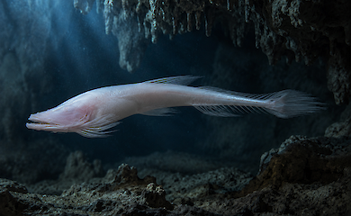 A new species of blind cave fish has been discovered in the US