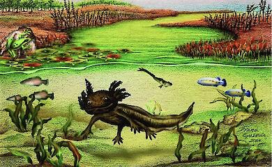 Ein versteinerter Verwandter des ber&uuml;hmten Axolotl wurde in Mexiko gefunden