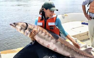 The sound of rare Atlantic sturgeon spawning in the Hudson River has been recorded for the first time
