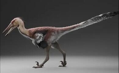 Wissenschaftler haben in Argentinien einen "Reiher" unter den r&auml;uberischen Dinosauriern gefunden