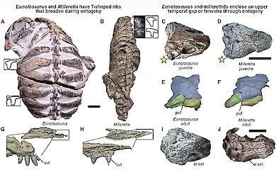 Uralte Knochen haben die Verbindung der Schildkr&ouml;ten zur evolution&auml;ren Abstammung der V&ouml;gel gezeigt